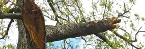 Gaping oak in Elm Park by Evelyn Herwitz, May 2012